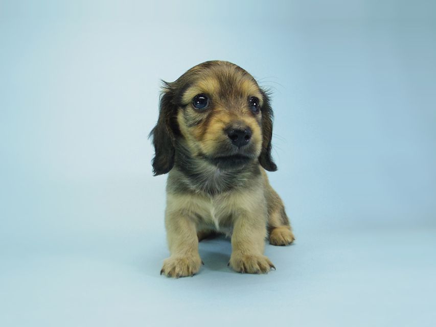 カニンヘン ダックスフンド ベルサスの子犬 シェーデットクリーム 女の子