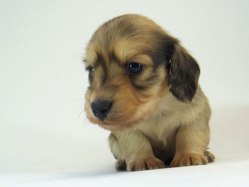 ミニチュアダックス シャーディー & オスカルの赤ちゃん シェーデットクリーム 男の子125 ミニチュアダックス シャーディー & オスカルの赤ちゃん シェーデットクリーム 男の子