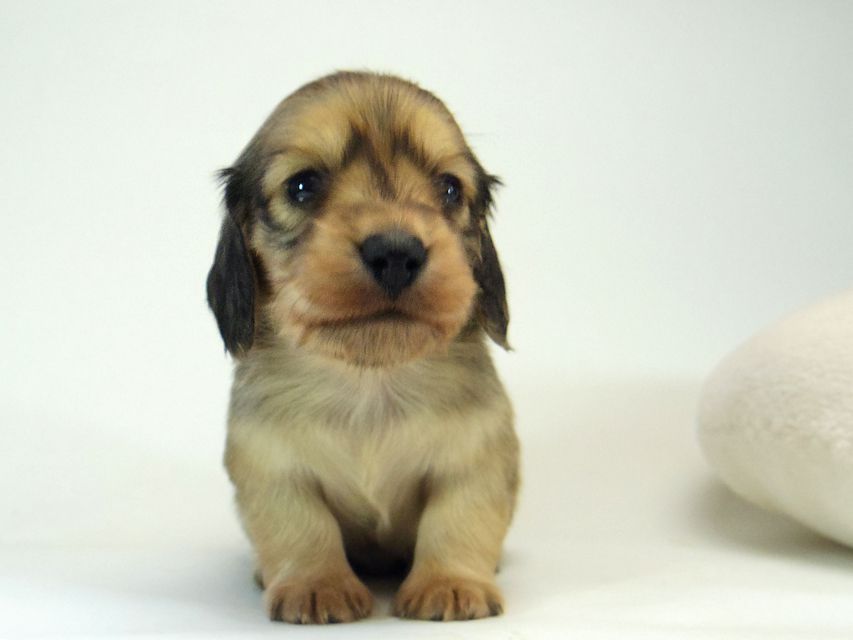 ミニチュアダックス シャーディー & オスカルの赤ちゃん シェーデットクリーム 男の子126 ミニチュアダックス シャーディー & オスカルの赤ちゃん シェーデットクリーム 男の子