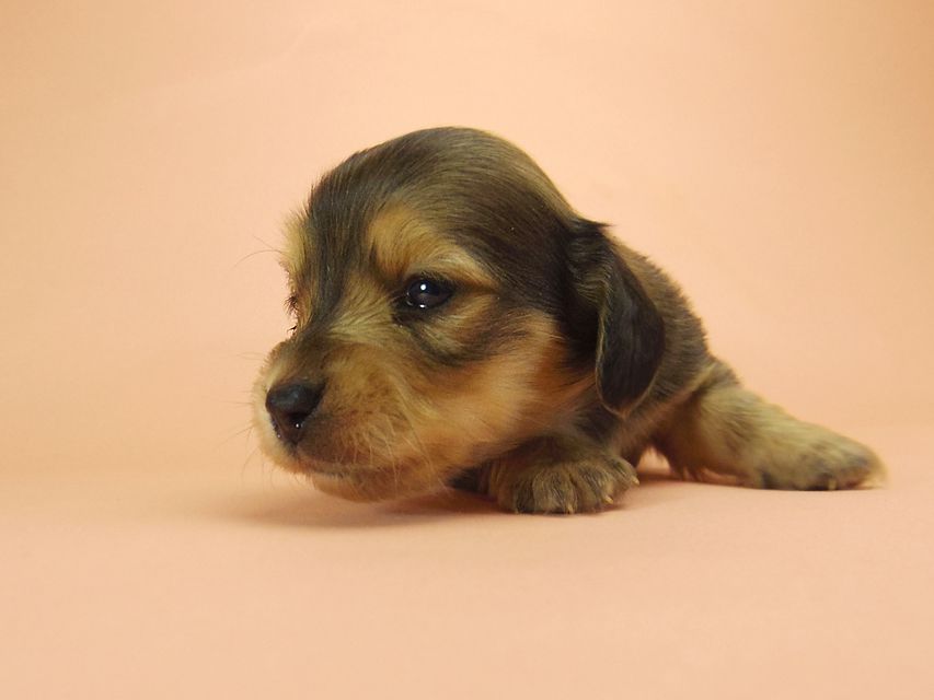 ダックスフンド カニンヘン SHELLY.mi & オスカルの子犬 シェーデットクリーム 女の子 ①