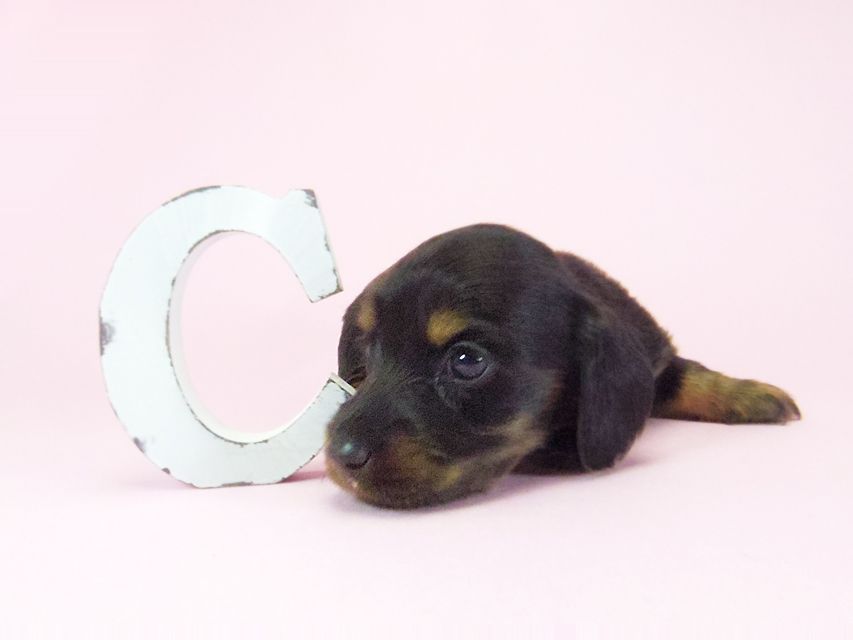 ダックスフンド ルヒィ & ジムダンディの子犬 ブラタン 女の子② お写真初登場