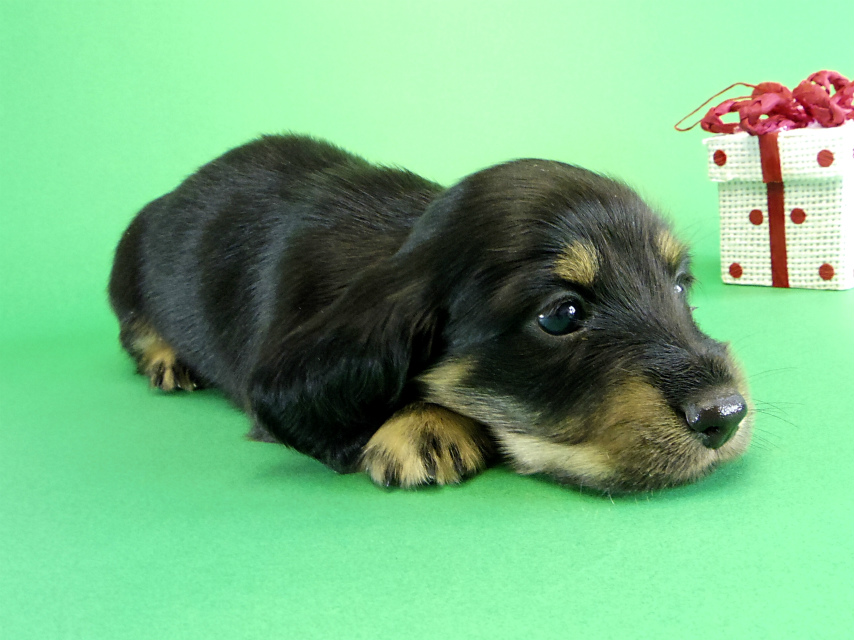 カニヘンダックス　子犬　ブラッククリーム男の子