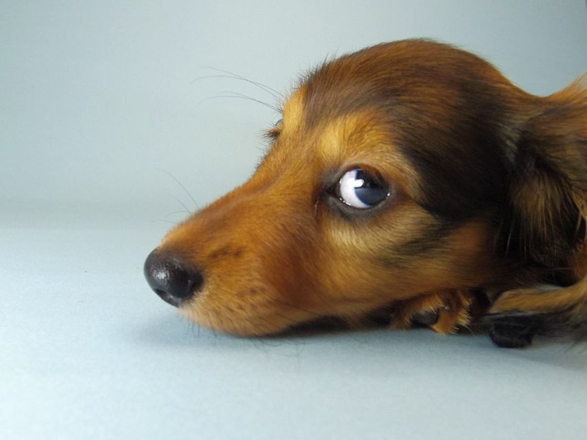 カニンヘン ダックスフンド ティアラ & たけるの赤ちゃん シェーデットレッド 女の子