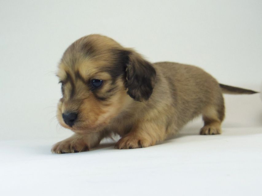 ミニチュアダックス シャーディー & オスカルの赤ちゃん シェーデットクリーム 男の子127 ミニチュアダックス シャーディー & オスカルの赤ちゃん シェーデットクリーム 男の子