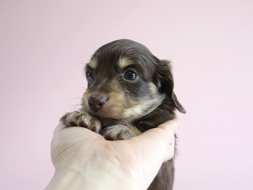 カニヘン　子犬　チョコクリ　女の子