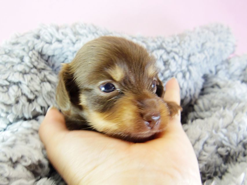 ダックスフンド アリス.mi & アサヒ チョコタン 女の子 お写真初登場