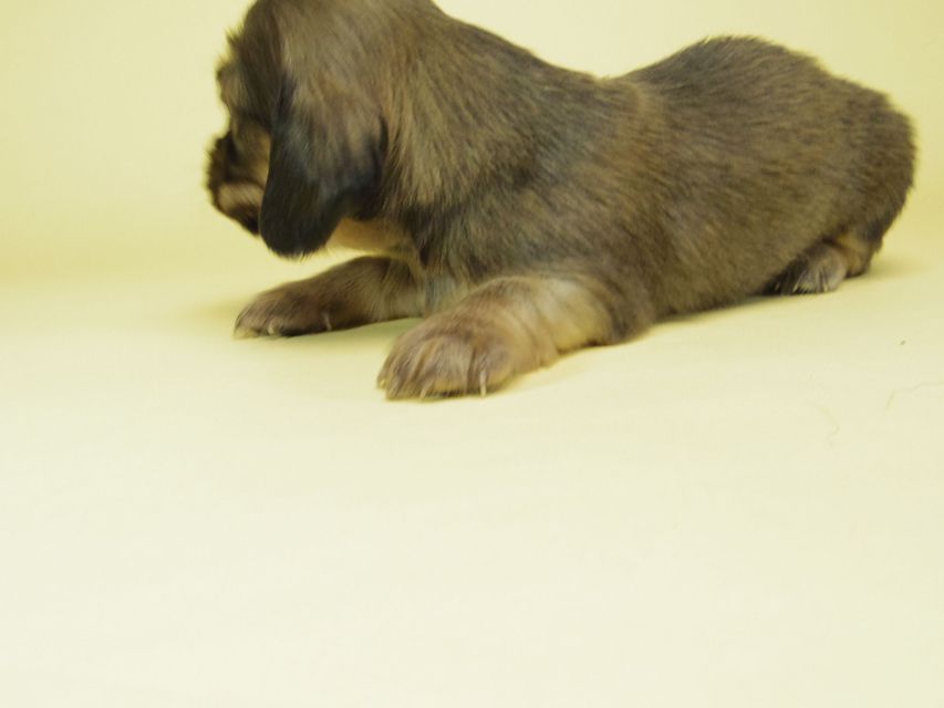 ダックスフンド ソルト & MONKEY D. LUFFYの子犬 シェーデットクリーム 男の子