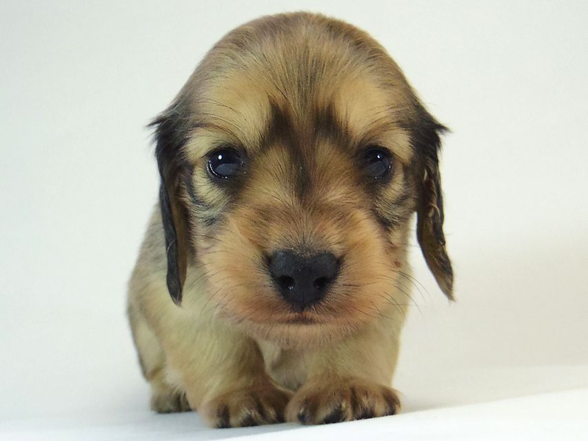 ミニチュアダックス シャーディー & オスカルの赤ちゃん シェーデットクリーム 男の子 ミニチュアダックス シャーディー & オスカルの赤ちゃん シェーデットクリーム 男の子