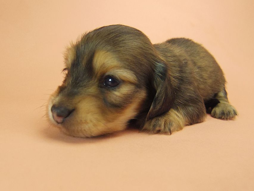 0ダックスフンド カニンヘン SHELLY.mi & オスカルの子犬 シェーデットクリーム 女の子 ②128 ダックスフンド カニンヘン SHELLY.mi & オスカルの子犬 シェーデットクリーム 女の子 ②
