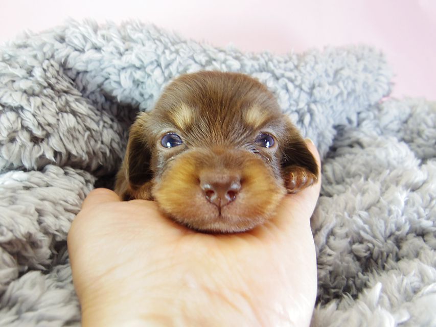 ダックスフンド アリス.mi & アサヒ チョコタン 女の子 お写真初登場