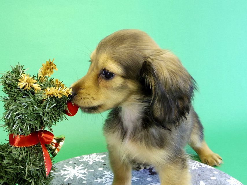 カニンヘンダックス　子犬　シェーデットクリーム女の子