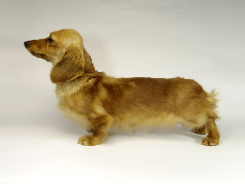 我が家の新星・英国チャンピオン直子　ゴールディロックス