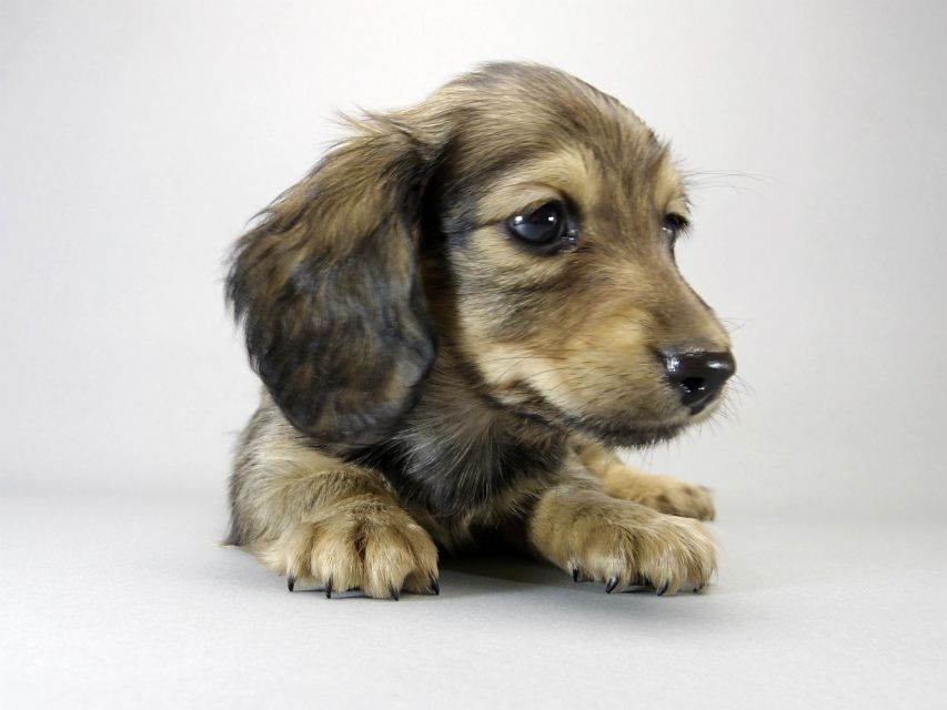 カニンヘン ダックスフンド 子犬 シェーデットクリーム 女の子 カニンヘン ダックスフンド 子犬 シェーデットクリーム 女の子