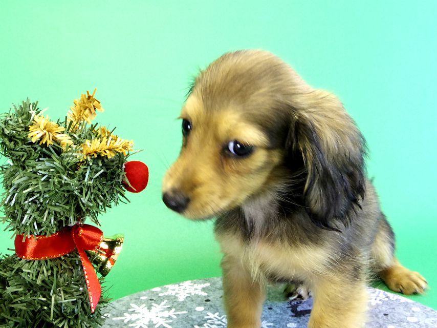 カニンヘンダックス　子犬　シェーデットクリーム女の子