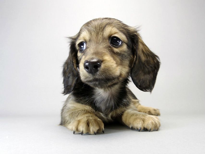 カニンヘン ダックスフンド 子犬 シェーデットクリーム 女の子 カニンヘン ダックスフンド 子犬 シェーデットクリーム 女の子