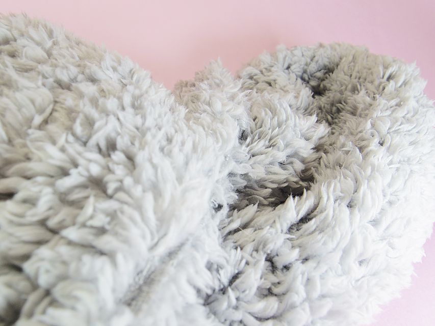 ダックスフンド アリス.mi & アサヒ チョコタン 女の子 お写真初登場