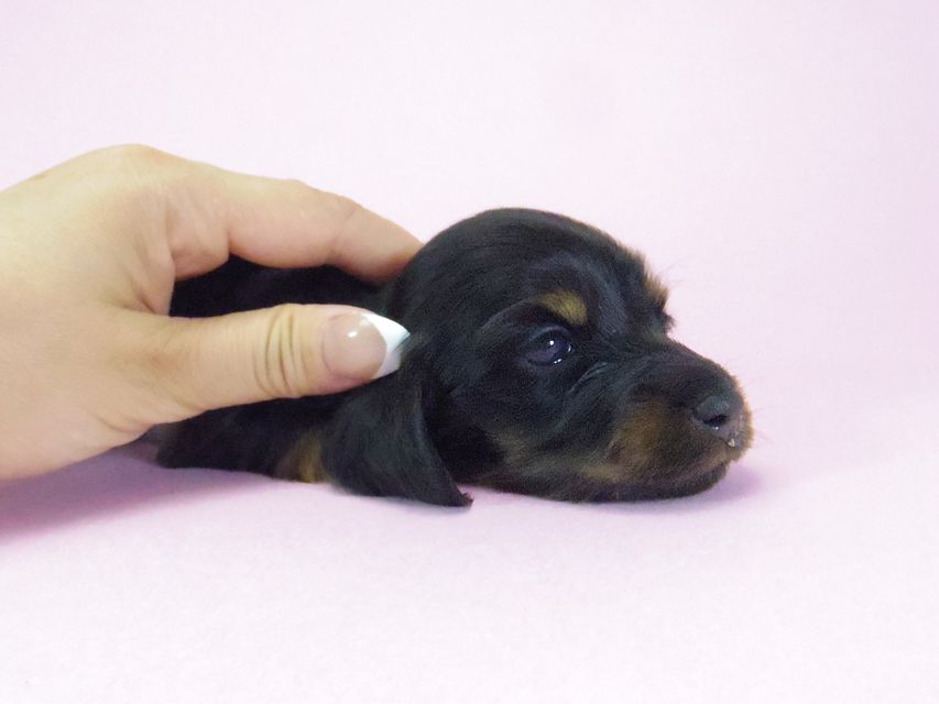 ダックスフンド ルヒィ & ジムダンディの子犬 ブラタン 女の子② お写真初登場