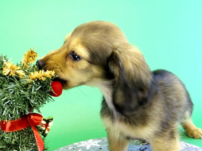 カニンヘンダックス　子犬　シェーデットクリーム女の子