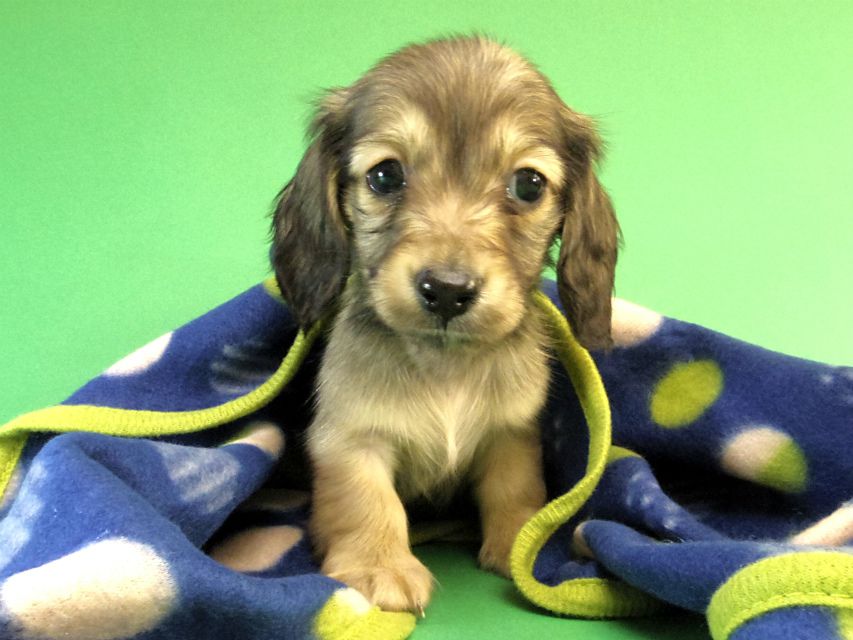 カニンヘン ダックスフンド シェーデットクリーム男の子