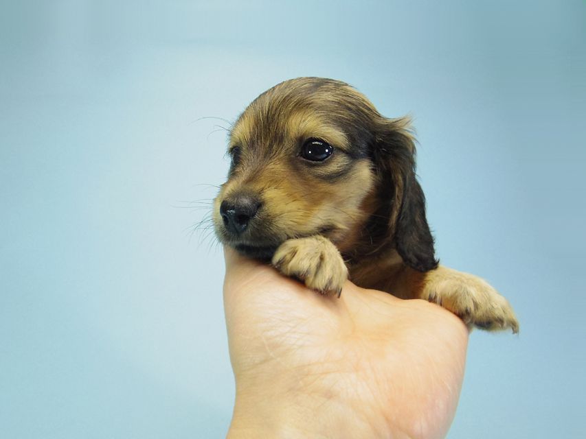 カニンヘン ダックスフンド ベルサスの子犬 シェーデットクリーム 女の子