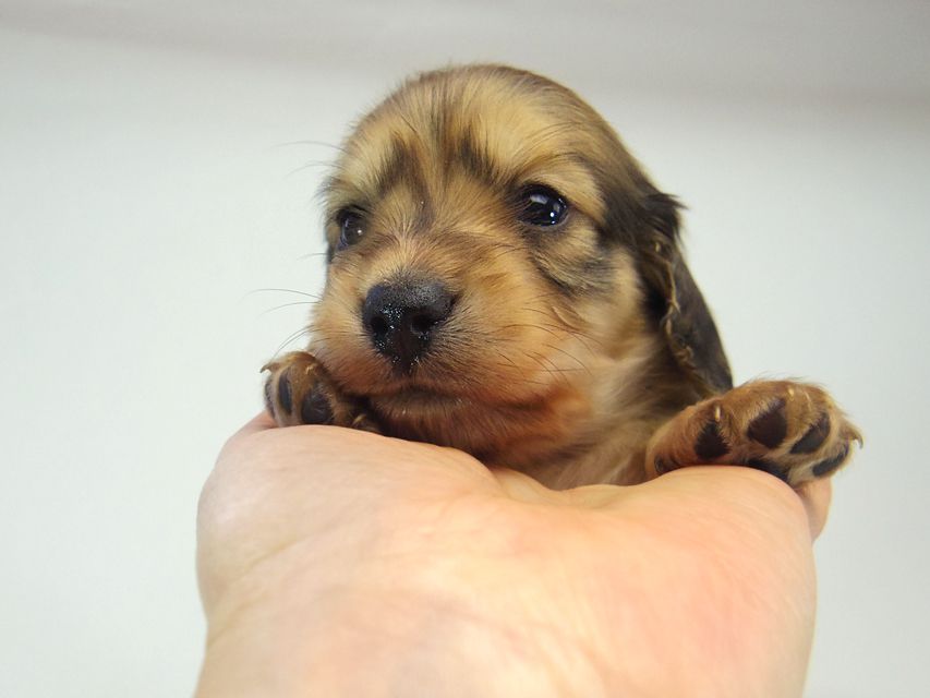 ミニチュアダックス シャーディー & オスカルの赤ちゃん シェーデットクリーム 男の子131 ミニチュアダックス シャーディー & オスカルの赤ちゃん シェーデットクリーム 男の子