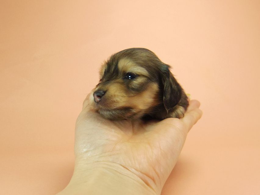 0ダックスフンド カニンヘン SHELLY.mi & オスカルの子犬 シェーデットクリーム 女の子 ②131 ダックスフンド カニンヘン SHELLY.mi & オスカルの子犬 シェーデットクリーム 女の子 ②