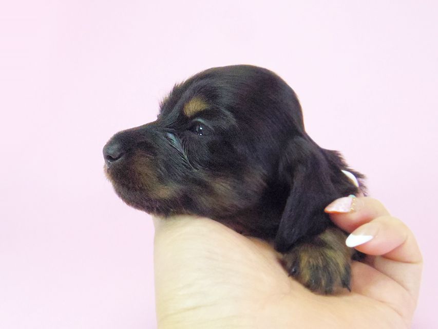 ダックスフンド ルヒィ & ジムダンディの子犬 ブラタン 女の子② お写真初登場