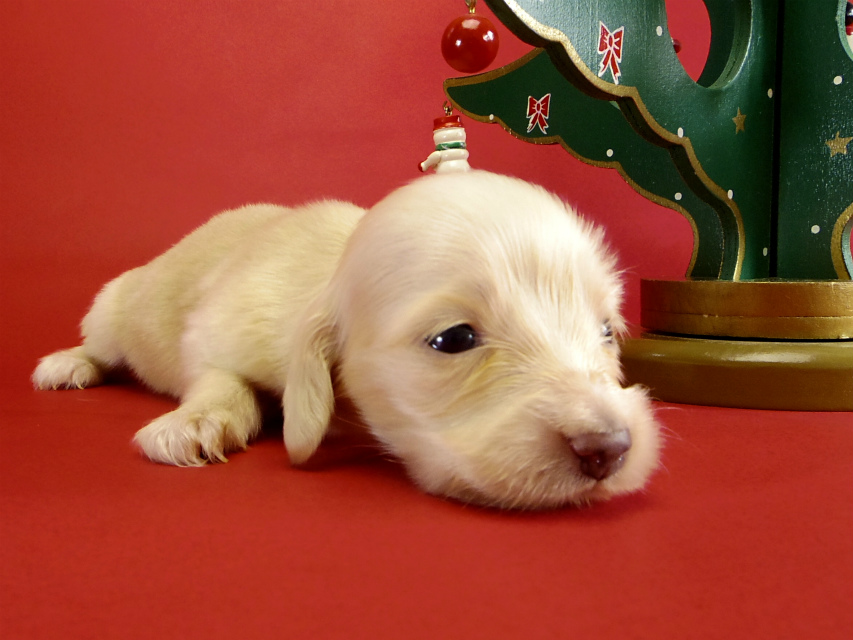 カニヘンダックス 仔犬 ピュアクリーム女の子 カニヘンダックス 仔犬 ピュアクリーム女の子
