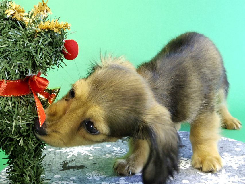 カニンヘンダックス　子犬　シェーデットクリーム女の子