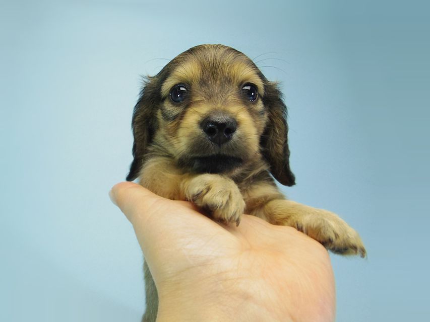 カニンヘン ダックスフンド ベルサスの子犬 シェーデットクリーム 女の子