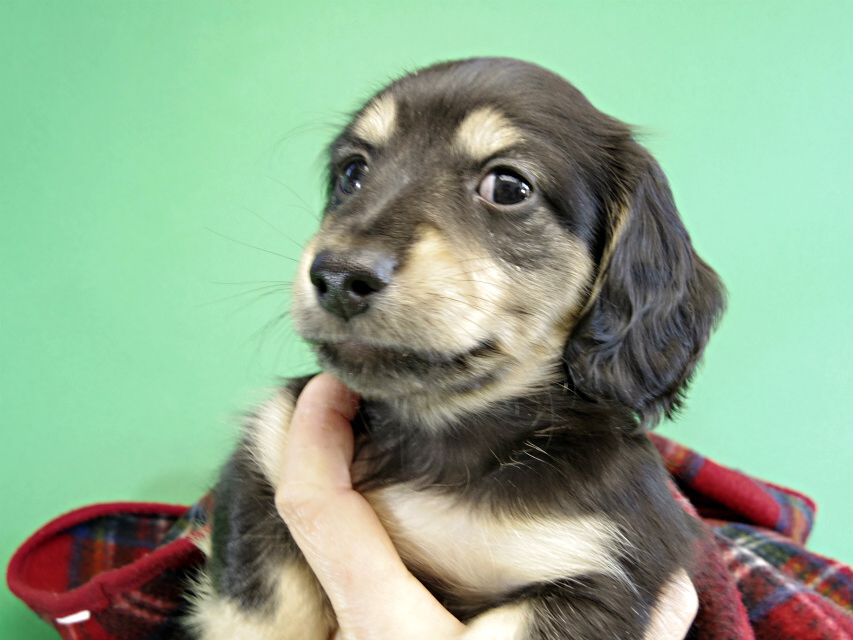 カニヘンダックス 仔犬 ブラック&クリーム男の子 カニヘンダックス 仔犬 ブラック&クリーム男の子