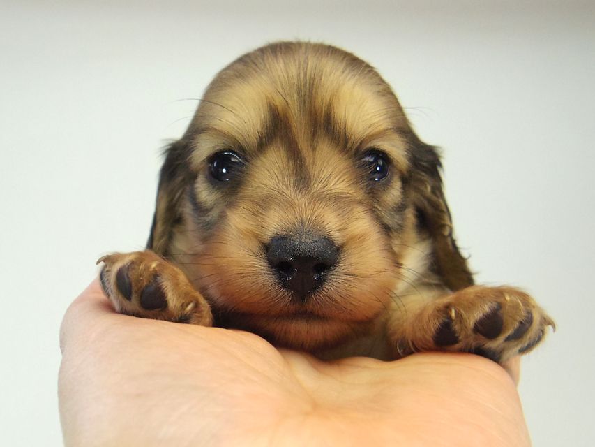 ミニチュアダックス シャーディー & オスカルの赤ちゃん シェーデットクリーム 男の子133 ミニチュアダックス シャーディー & オスカルの赤ちゃん シェーデットクリーム 男の子