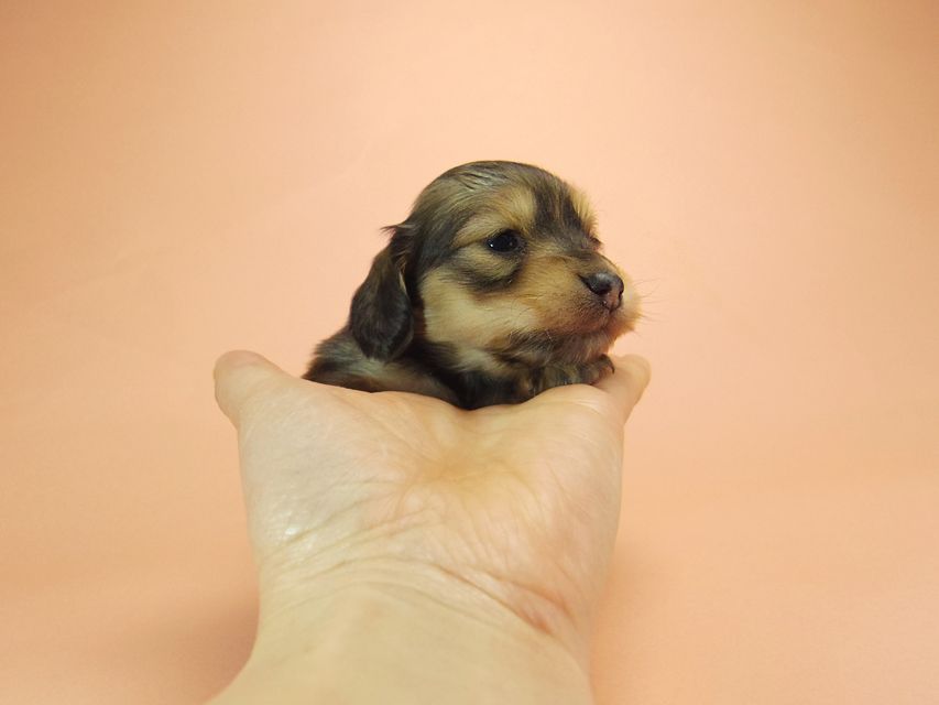 0ダックスフンド カニンヘン SHELLY.mi & オスカルの子犬 シェーデットクリーム 女の子 ②133 ダックスフンド カニンヘン SHELLY.mi & オスカルの子犬 シェーデットクリーム 女の子 ②