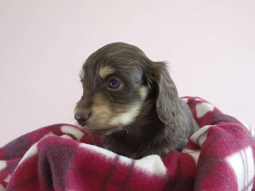 カニヘン　子犬　チョコクリ　女の子