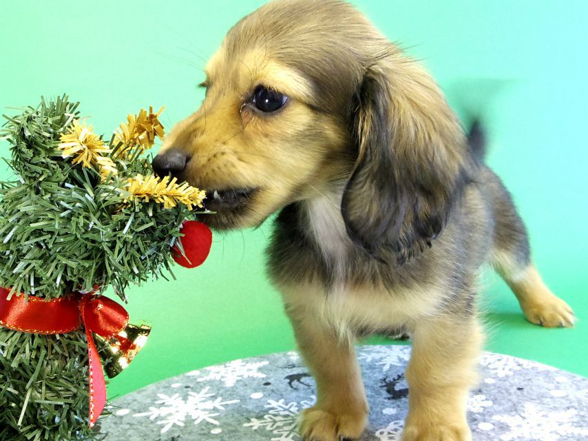 カニンヘンダックス　子犬　シェーデットクリーム女の子