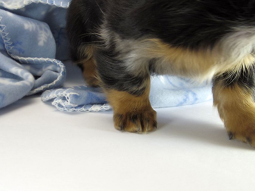 カニンヘン ダックスフンド 子犬 シルバーダップル男の子 カニンヘン ダックスフンド 子犬 シルバーダップル男の子