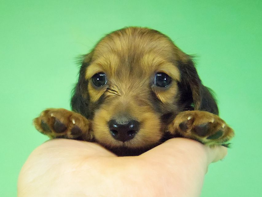 ダックスフンド アンジュ & ジムダンディーの子犬 レッド 男の子