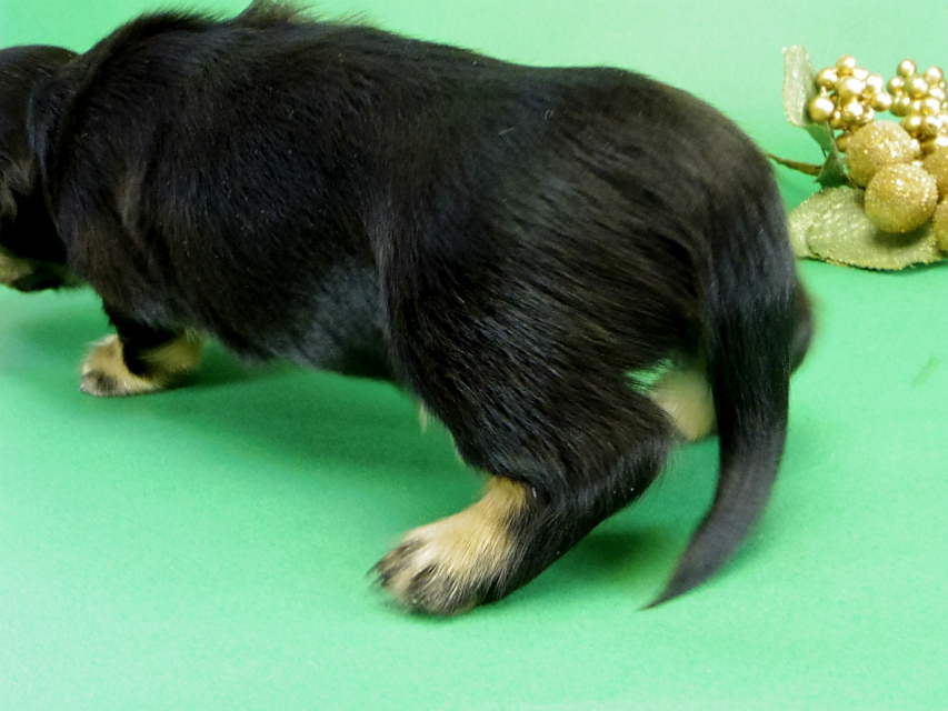 カニヘンダックス　子犬　ブラッククリーム男の子