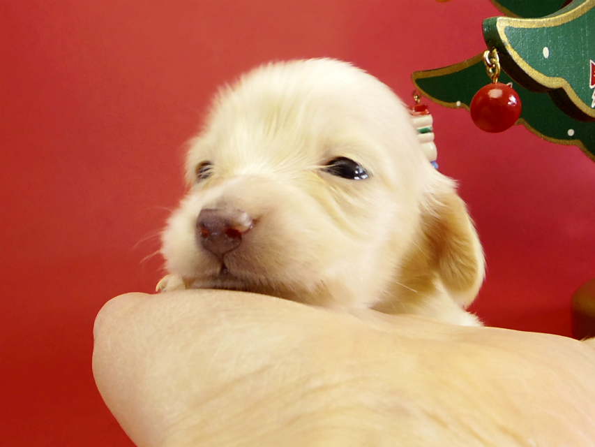 カニヘンダックス 仔犬 ピュアクリーム女の子 カニヘンダックス 仔犬 ピュアクリーム女の子