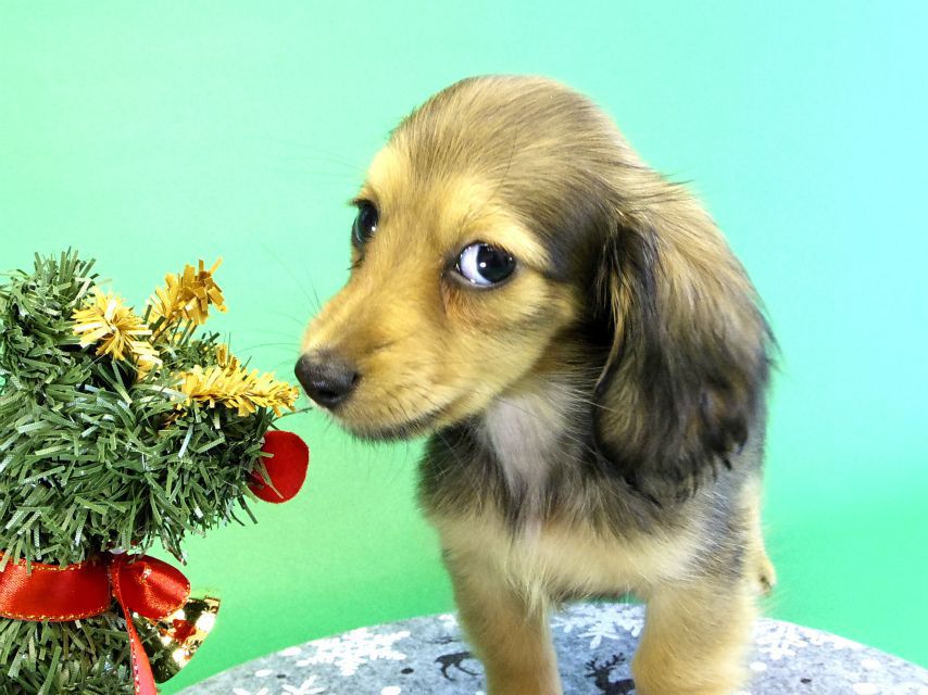 カニンヘンダックス　子犬　シェーデットクリーム女の子
