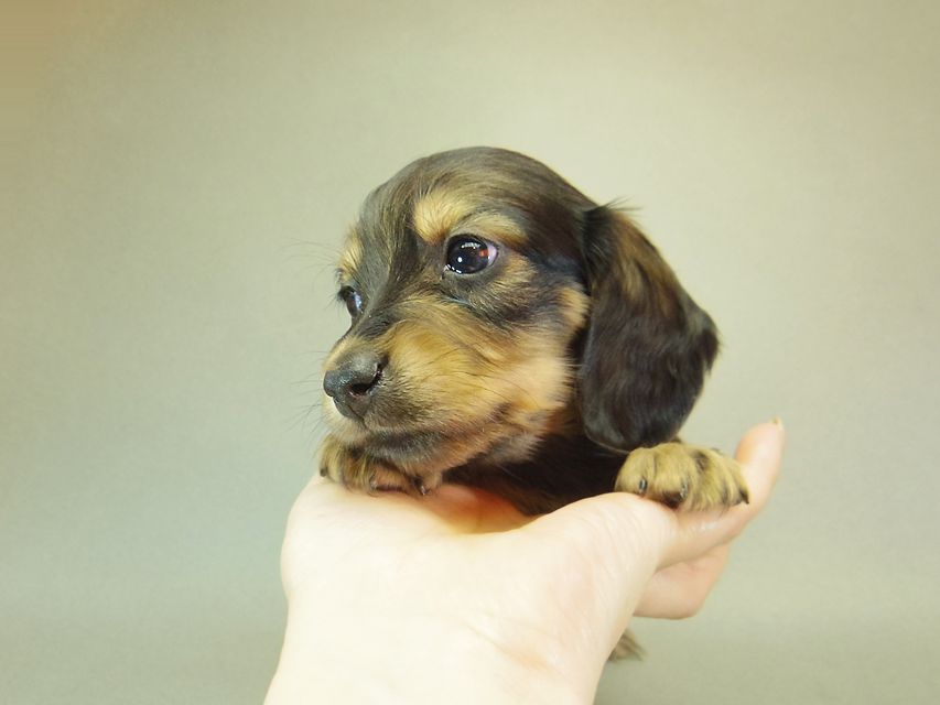 ダックスフンド ゆず & ジムダンディの子犬 シェーデットクリーム 男の子①135 ダックスフンド ゆず & ジムダンディの子犬 シェーデットクリーム 男の子①