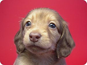 カニンヘン 子犬 クリーム　男の子 ベルサスの赤ちゃん　12/3生まれ