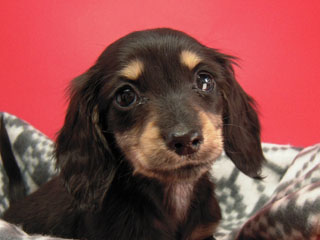 カニンヘン 子犬 ブラック＆クリーム 男の子 しずるの赤ちゃん 11/18生まれ