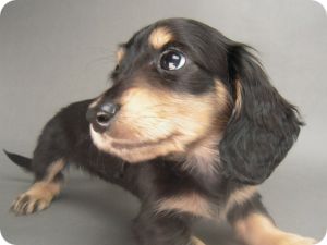 カニンヘン 子犬 ブラック＆クリーム 女の子 しずるの赤ちゃん 11/18生まれ