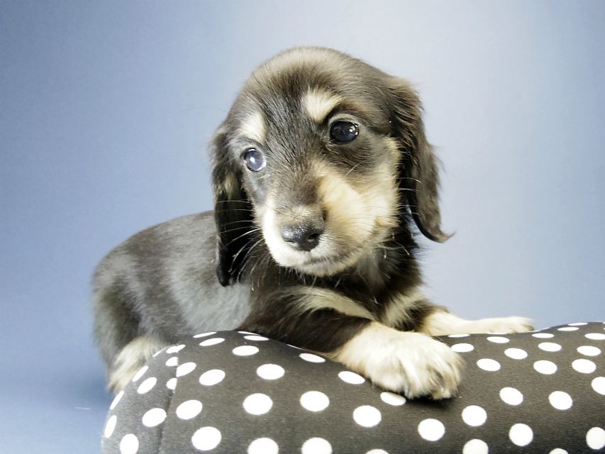 カニンヘン ダックスフンド 子犬 ブラッククリーム 男の子
