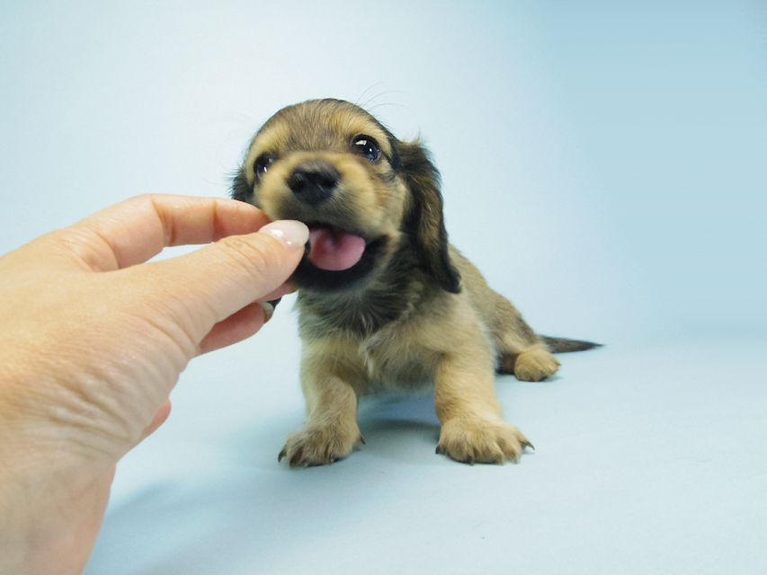 カニンヘン ダックスフンド ベルサスの子犬 シェーデットクリーム 女の子