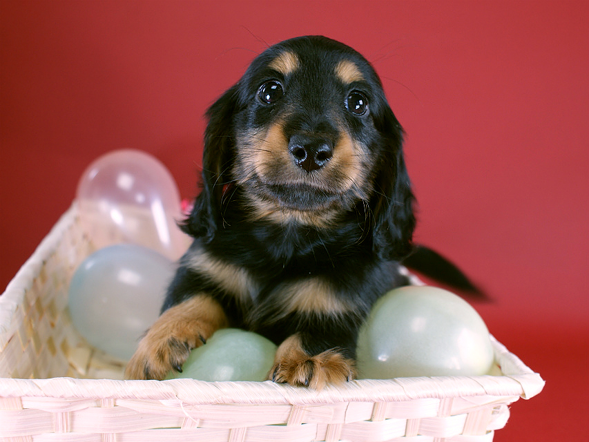 カニヘン　子犬　ブラタン男の子