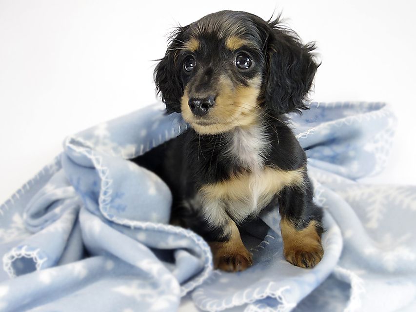 カニンヘン ダックスフンド 子犬 シルバーダップル男の子 カニンヘン ダックスフンド 子犬 シルバーダップル男の子