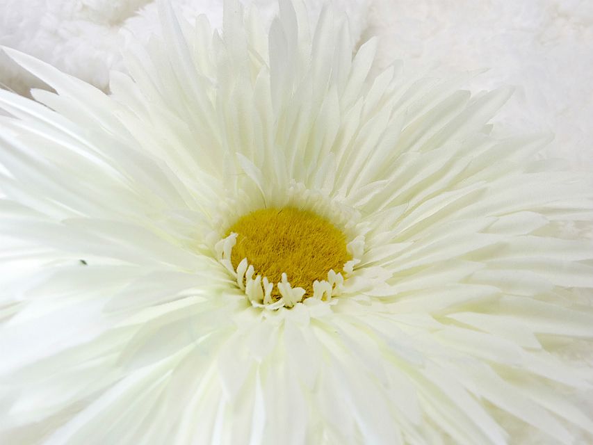 カニンヘン ダックスフンド 子犬 シェーデットレット 女の子