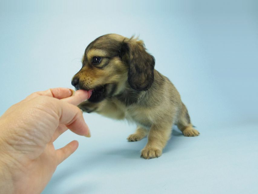 カニンヘン ダックスフンド ベルサスの子犬 シェーデットクリーム 女の子